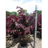 CERCIS canadensis FOREST PANSY (Gainier du Canada) En pot de 25-30 litres