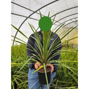 CORDYLINE australis (Cordyline) En pot de 4-5 litres