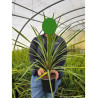 CORDYLINE australis (Cordyline) En pot de 4-5 litres