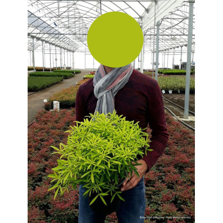 CHOISYA AZTEC GOLD® (Oranger du Mexique Aztec gold®)