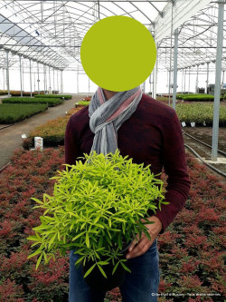 CHOISYA AZTEC GOLD En pot de 5-7 litres buisson hauteur 040-060 cm