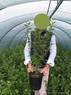 GRISELINIA littoralis En pot de 4-5 litres