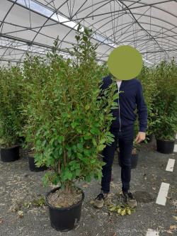 GRISELINIA littoralis En pot de 25-30 litres