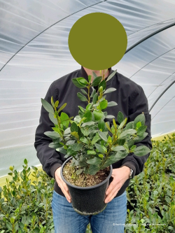GRISELINIA littoralis GREEN HORIZON En pot de 4-5 litres