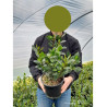 GRISELINIA littoralis GREEN HORIZON® (Griseline du littoral Green horizon) En pot de 4-5 litres forme buisson