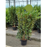 GRISELINIA littoralis GREEN HORIZON® (Griseline du littoral Green horizon) En pot de 7-10 litres forme buisson