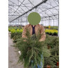 GREVILLEA juniperina (Grevillea juniperina) En pot de 10-12 litres forme buisson