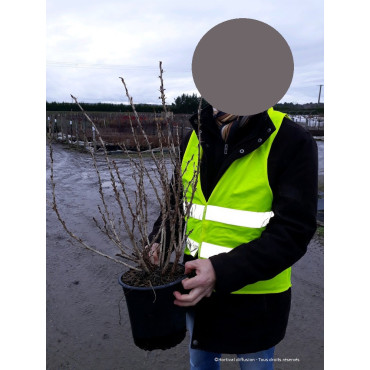 GROSEILLIER À MAQUEREAU (Ribes grossularia) En pot de 4-5 litres forme buisson