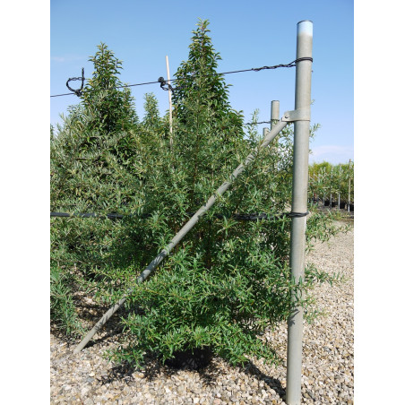 HIPPOPHAE rhamnoides (Argousier)