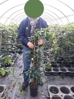 HOLBOELLIA latifolia En pot de 4-5 litres