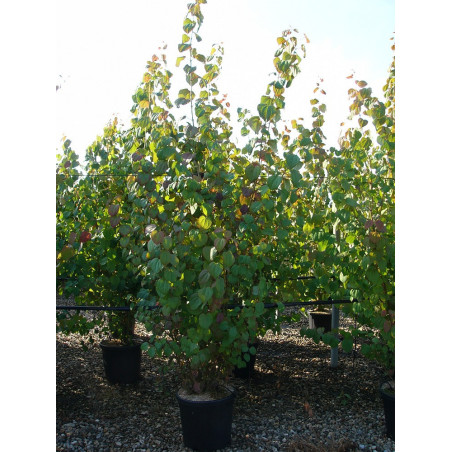 CERCIDIPHYLLUM japonicum (Arbre au caramel, Katsura)