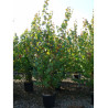 CERCIDIPHYLLUM japonicum (Arbre au caramel, Katsura) En pot de 15-20 litres forme buisson