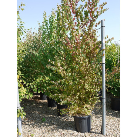 CERCIDIPHYLLUM japonicum (Arbre au caramel, Katsura)