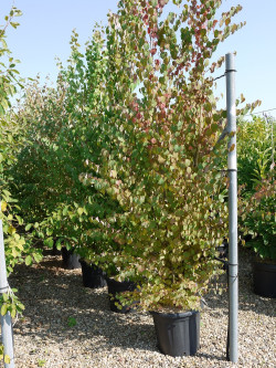 CERCIDIPHYLLUM japonicum En pot de 30-35 litres buisson hauteur 175-200 cm