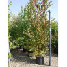 CERCIDIPHYLLUM japonicum (Arbre au caramel, Katsura) En pot de 35-50 litres forme buisson