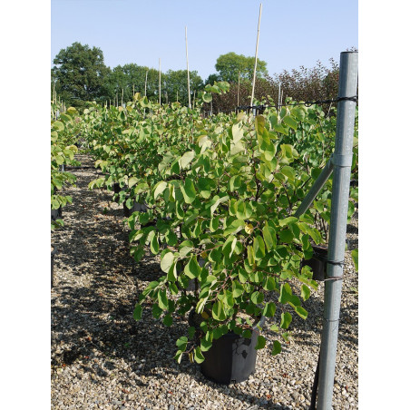 CERCIS siliquastrum (Arbre de Judée)