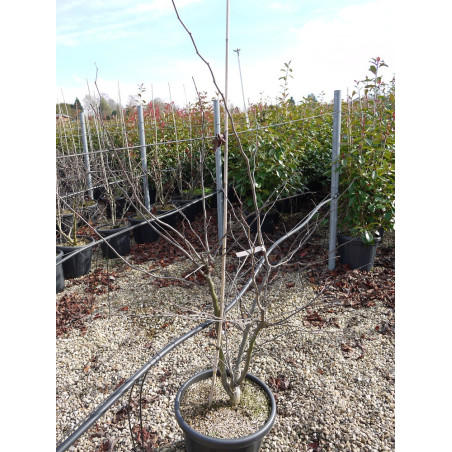 CERCIS siliquastrum (Arbre de Judée)