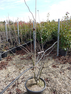 CERCIS siliquastrum En pot de 15-20 litres buisson hauteur 100-125 cm