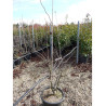 CERCIS siliquastrum (Arbre de Judée) En pot de 15-20 litres forme buisson