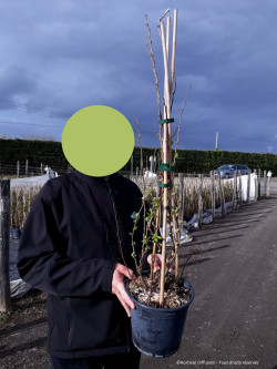 CHAENOMELES En pot de 4-5 litres