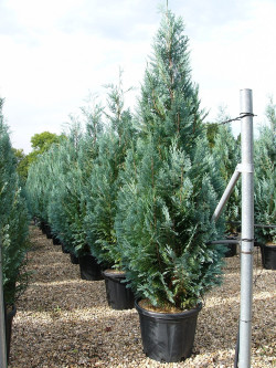 CHAMAECYPARIS lawsoniana COLUMNARIS En pot de 35-50 litres
