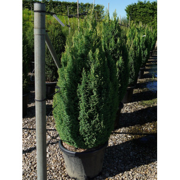 CHAMAECYPARIS lawsoniana ELLWOOD'S GOLD (Cyprès de Lawson Ellwoodii doré) En pot de 25-30 litres