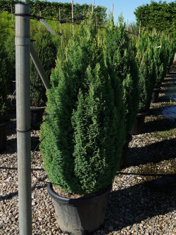 CHAMAECYPARIS lawsoniana ELLWOOD'S GOLD En pot de 25-30 litres