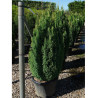 CHAMAECYPARIS lawsoniana ELLWOOD'S GOLD (Cyprès de Lawson Ellwoodii doré) En pot de 25-30 litres