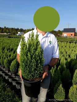 CHAMAECYPARIS lawsoniana ELLWOOD'S GOLD En pot de 4-5 litres