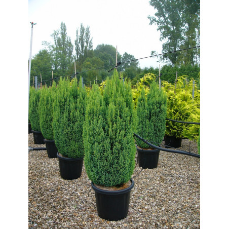 CHAMAECYPARIS lawsoniana ELLWOODII (Cyprès de Lawson Ellwoodii)