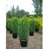 CHAMAECYPARIS lawsoniana ELLWOODII (Cyprès de Lawson Ellwoodii) En pot de 25-30 litres