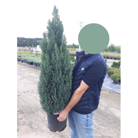 CHAMAECYPARIS lawsoniana ELLWOODII (Cyprès de Lawson Ellwoodii)