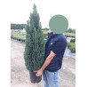 CHAMAECYPARIS lawsoniana ELLWOODII (Cyprès de Lawson Ellwoodii) En pot de 10-12 litres