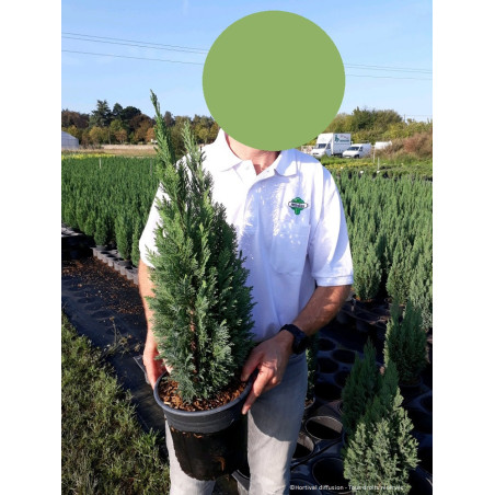 CHAMAECYPARIS lawsoniana ELLWOODII (Cyprès de Lawson Ellwoodii)