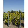 CHAMAECYPARIS lawsoniana GOLDEN WONDER (Cyprès de Lawson Golden Wonder) En pot de 35-50 litres