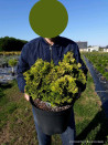 cypres-hinoki-aurora-chamaecyparis-obtusa-aurora-7.jpg
