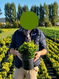 CHAMAECYPARIS obtusa AURORA En pot de 4-5 litres hauteur 020-025 cm