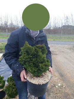 CHAMAECYPARIS obtusa NANA GRACILIS En pot de 10-12 litres hauteur 030-040 cm