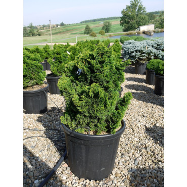 CHAMAECYPARIS obtusa NANA GRACILIS (Faux cyprès d'Hinoki Nana Gracilis) En pot de 25-30 litres