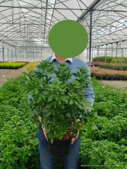 CHOISYA ternata En pot de 4-5 litres buisson hauteur 030-040 cm
