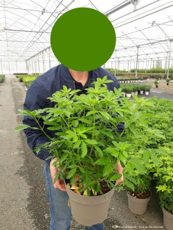 CHOISYA ternata En pot de 7-10 litres buisson hauteur 060-080 cm