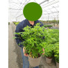 CHOISYA ternata En pot de 7-10 litres