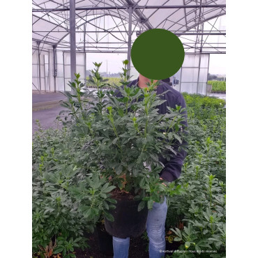 CHOISYA ternata (Oranger du Mexique) En pot de 10-12 litres