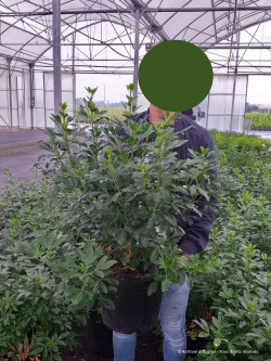 CHOISYA ternata En pot de 10-12 litres buisson hauteur 080-100 cm