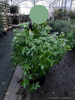 CHOISYA ternata En pot de 25-30 litres buisson hauteur 100-125 cm