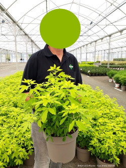 CHOISYA ternata SUNDANCE En pot de 7-10 litres buisson hauteur 060-080 cm