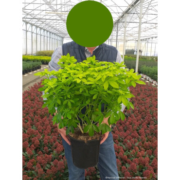 CHOISYA ternata SUNDANCE® (Oranger du Mexique SUNDANCE) En pot de 4-5 litres forme buisson