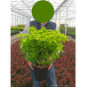 CHOISYA ternata SUNDANCE® (Oranger du Mexique SUNDANCE) En pot de 4-5 litres forme buisson