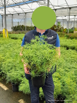 CHOISYA WHITE DAZZLER En pot de 4-5 litres buisson hauteur 030-040 cm