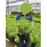 CHOISYA WHITE DAZZLER En pot de 4-5 litres